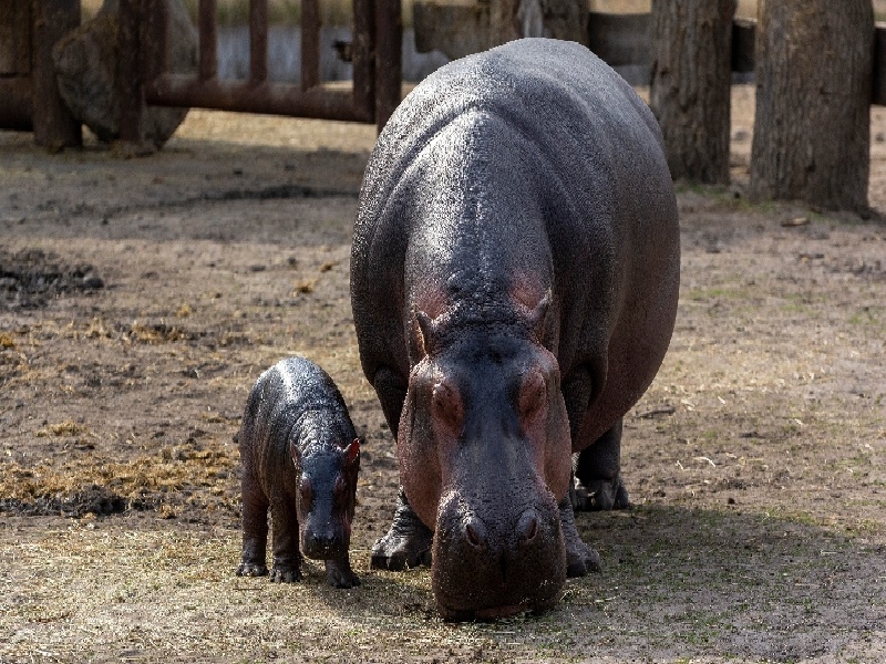 合肥试管为何经常溶血（核酸试管怎么使用）